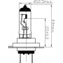 Ampoule UNIVERSEL B2446