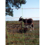Filet pour enclos de moutons et chèvres GALLAGHER 010356GAL