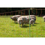 Filet pour enclos de moutons et chèvres GALLAGHER 022106GAL