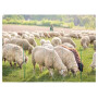 Filet pour enclos de moutons et chèvres AKO 27325