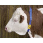 Collier KERBL VV8004
