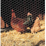 Clôture pour animaux BETAFENCE 7062354