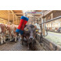 Brosse bétail HAPPYCOW 18865